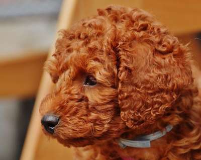 狗 贵宾犬 幼兽 小狗 毛皮 卷发 可爱的
