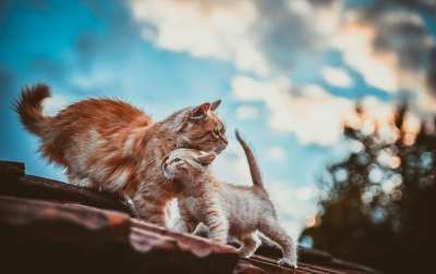 小猫 猫 家庭 天空 栅栏 树木 爱 母亲 孩子 瓷砖 云