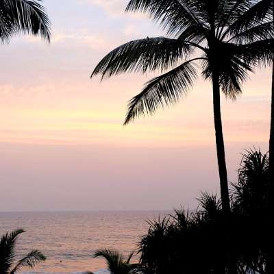 棕榈 棕榈树 夏天 天空 海 海滩 水 景观 树木 热带植物