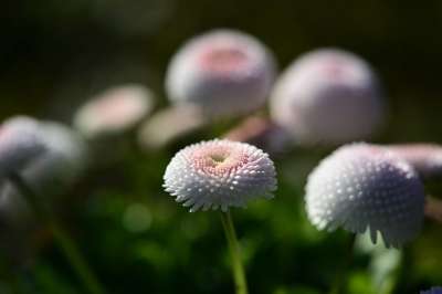 雏菊 春天 花 开花 白色的 花园