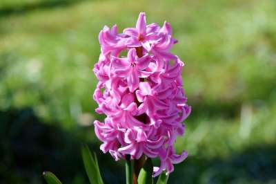 风信子 开花 春天的花朵 芦笋 花 植物 春天 花园风信子