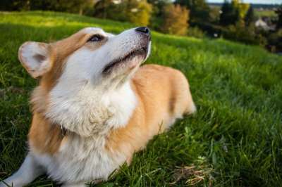 自豪的 利己主义者 勇敢的 精神抖擞 彭布罗克威尔士柯基犬