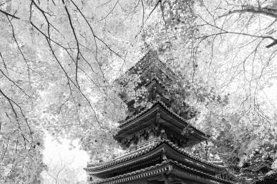 寺庙 五层宝塔 宝塔 树木 建造 结构 历史的 文化 日本文化