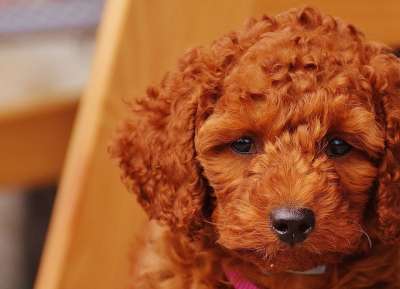 狗 贵宾犬 幼兽 小狗 毛皮 卷发 可爱的