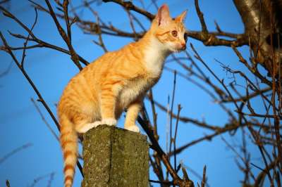 猫 小猫 鲭鱼 红虎斑 红猫 猫宝宝 猫男孩 年轻的猫 猫孩子