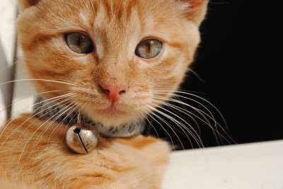 小猫 动物 婴儿 可爱 猫 宠物