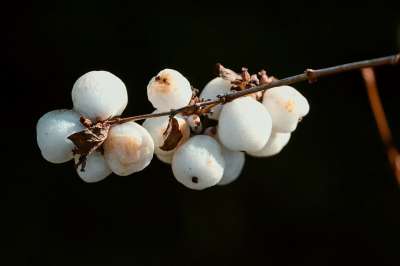 雪浆果 Symphoricarpos 白色的 观赏木 邦莓果 观赏植物