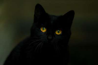 猫 黑猫 动物 猫的 宠物 黑 白 猫的眼睛