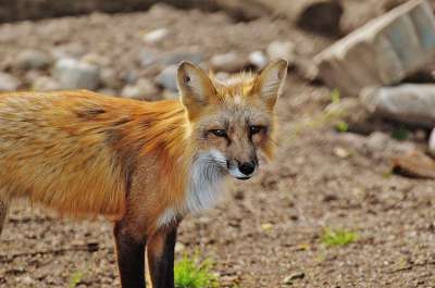 狐狸 野生动物 捕食者 森林动物 自然 野生动物园 荒野 动物