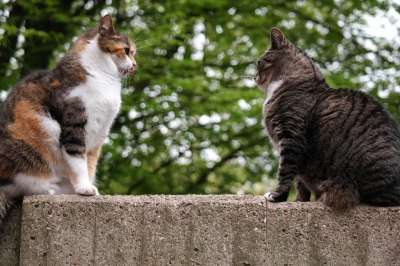 猫 家猫 英国短毛猫 墙 坐 看着 联系人 使固定 手表 观察