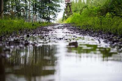 雨 下雨 森林 大大地 小路 树木 目睹 湿的 水