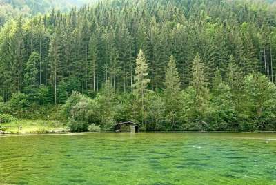 自然 木头 树 森林 池塘 景观 夏天 绿色 绿色森林