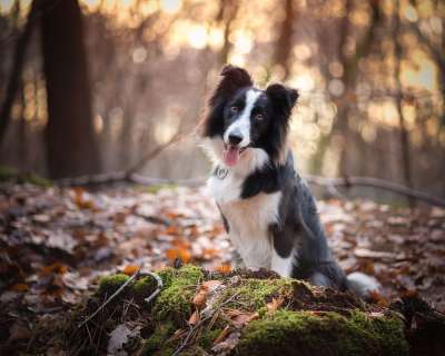 边境牧羊犬 牧羊犬 狗 狗品种 宠物 狗项圈 黑色和白色的皮毛