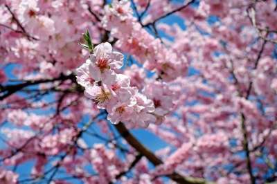 日本樱桃 开花 粉色的 树 开花的树 鲜花 春天 日本樱花 极盛