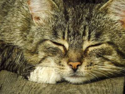 猫 猫科动物 胡须 小憩 爪子 毛茸茸的 鼻子 头 动物 宠物