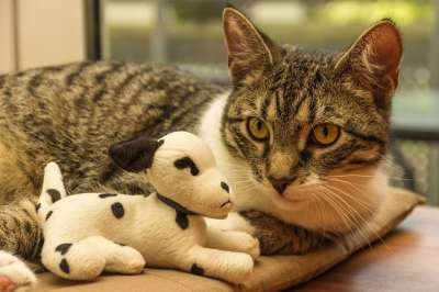 猫 玩具 毛绒狗 欧洲短毛 种族 品种猫 小的 说谎 鲭鱼