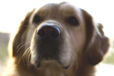 狗 宠物 鼻子 金毛猎犬