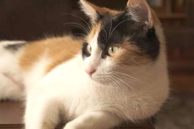猫 家畜 年轻的猫 动物 可爱的 小猫 家猫 好奇的 感觉良好