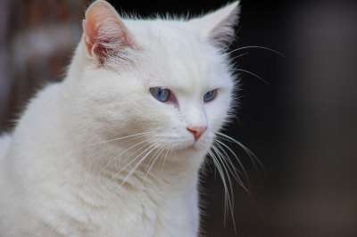 白色的猫 猫 白色的 家畜 小猫 动物 眼睛 家猫 可爱的