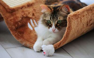 猫 鼠 播放 玩耍 可爱的 打猎 有趣的 宠物 毛皮 小猫