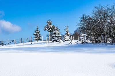 雪 冬天 冬季景观 下雪的 寒冷的 树木 松树 树篱 栅栏