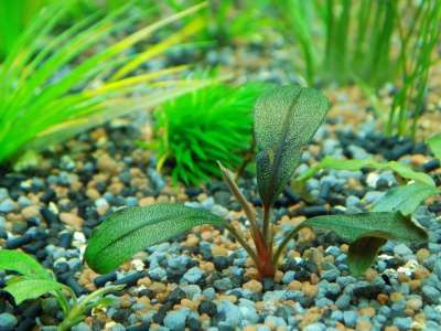 Bucephalandra 水族馆工厂 水族馆 水