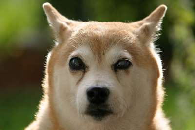 柴犬 狗 瞎的