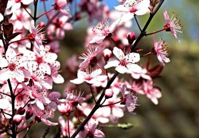 梅花 樱花 春天 粉红色的花朵 观赏樱桃 分行 明亮的 投标