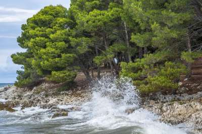 海 波浪 树木 水 海滩 岩石 地平线 喷 克里夫 风