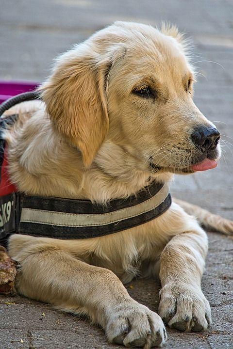 金毛猎犬 小狗 狗 家畜 可爱的 年轻 纯种狗 动物肖像 看法