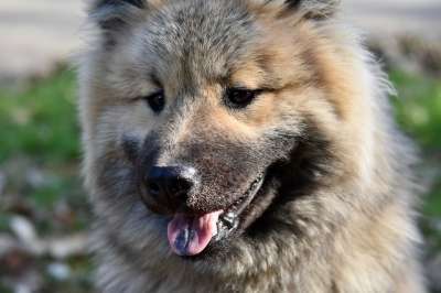 狗 年轻的狗 狗Eurasier 狗的奥拉夫的蓝色 吉祥物 犬类