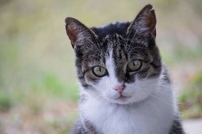 猫 家猫 动物 野生动物 鲭鱼