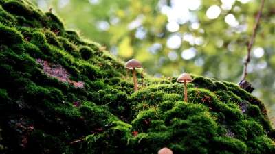 苔藓 蘑菇 森林 菌 毒菌