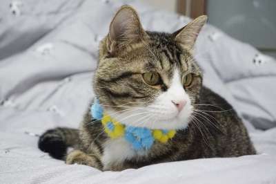 猫 心爱 宠物 寝具 床上 甜的 玩笑 可爱的 家庭 小猫