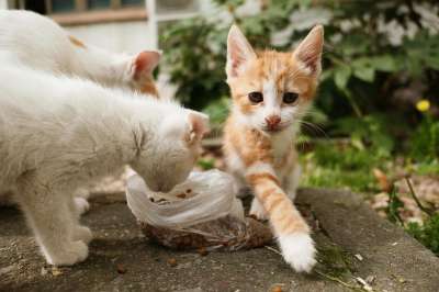 可爱的 动物 哺乳动物 宠物 猫 小猫