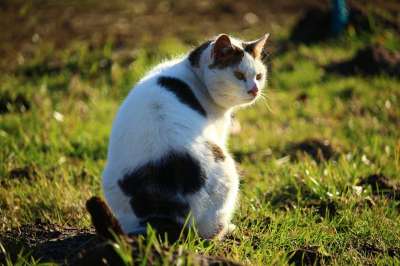 猫 草地 家猫 小猫 自然