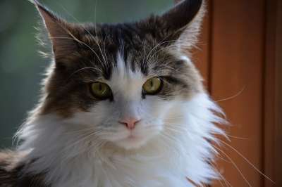 凯萨 缅因 猫 视线 纵向 羊毛 毛皮 小猫 震惊 胡子