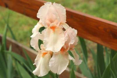 虹膜 花 花园 奶油花 春天 植物 性质 颜色 园林植物