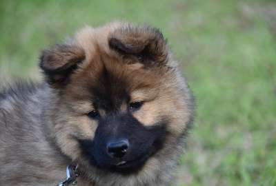 狗 小狗 年轻的狗 狗Eurasier爆米花 Eurasier 女性