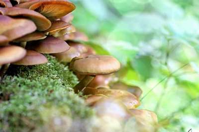 蘑菇 森林 树 苔藓 棕色的 板条 自然 落下 宏 森林地面