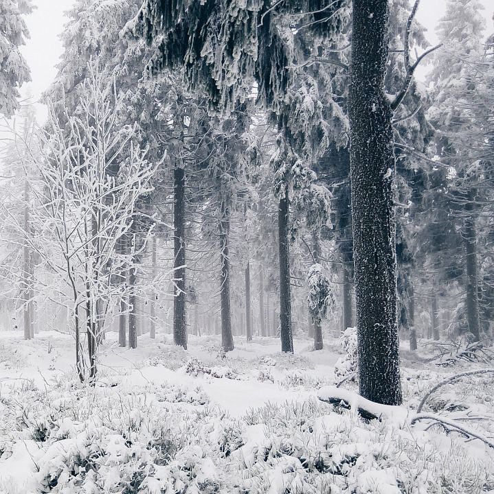 雪 冬天 寒冷的 树木 森林 灰色林