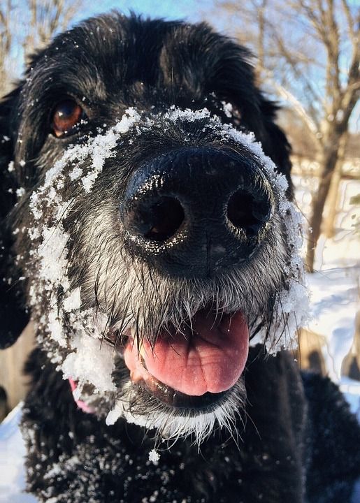 狗 Goldendoodle 宠物 可爱的 犬类 快乐的