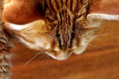 猫 鲭鱼 拍照 肖像 乐趣 红色的 大花猫 小猫 红猫 虎猫