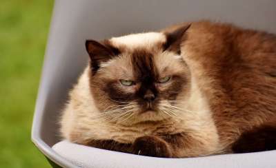 英国短毛猫 猫 家猫 非常漂亮 英国 短发 野生动物 毛皮 动物