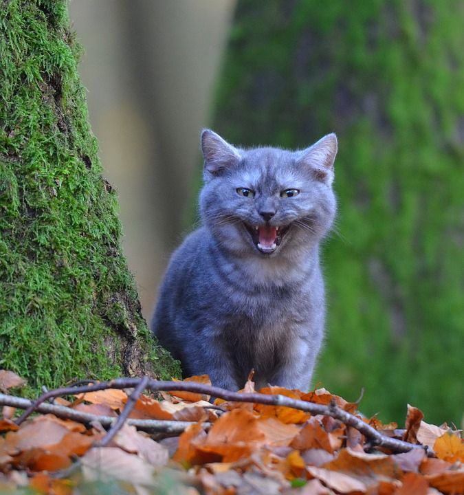 猫 年轻的猫 宿醉 树 森林 树叶 苔藓 好奇的 可爱的 家畜