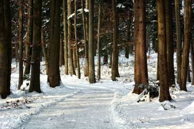 冬天 雪 森林 小路 树木 寒冷的 冬季森林 下雪的 自然