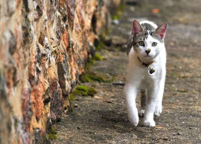 猫 动物 吉祥物 猫科动物 小猫咪 宠物 孩子 可爱猫咪