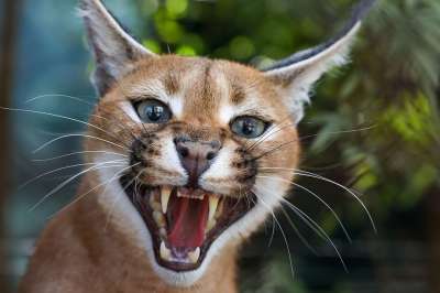 猫 猫科动物 嘶 胡须 脸 攻击 哺乳动物 野生动物