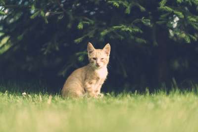 猫 眼睛 受伤 一只眼睛 村庄 疾病 优质的 木制的 户外的