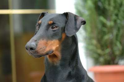 家犬 动物 宠物 哺乳动物 纵向
